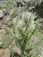 Cirsium eatonii