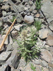Cirsium eatonii