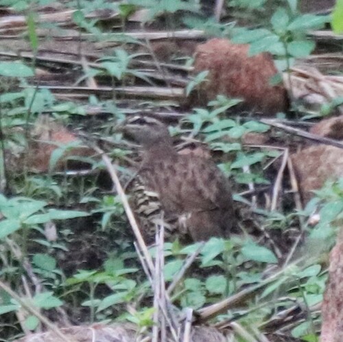 Double-spurred Spurfowl