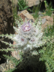 Cirsium eatonii