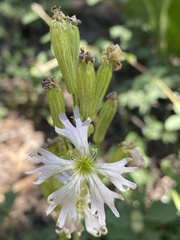 Silene occidentalis