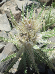 Cirsium eatonii