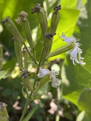 Silene occidentalis