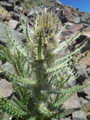 Cirsium eatonii