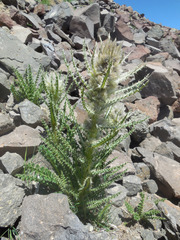 Cirsium eatonii
