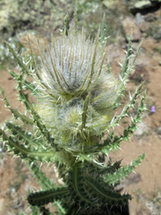 Cirsium eatonii