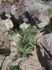 Cirsium eatonii