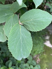 Viburnum carlesii