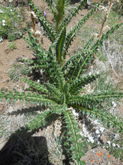 Cirsium eatonii