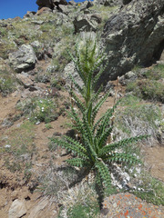 Cirsium eatonii
