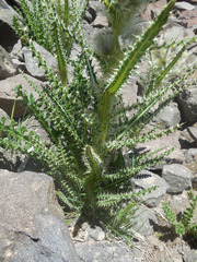 Cirsium eatonii