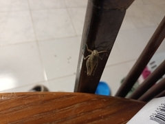 Melanoplus yarrowii