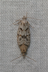 Symmoca signatella
