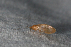 Hemerobius stigma