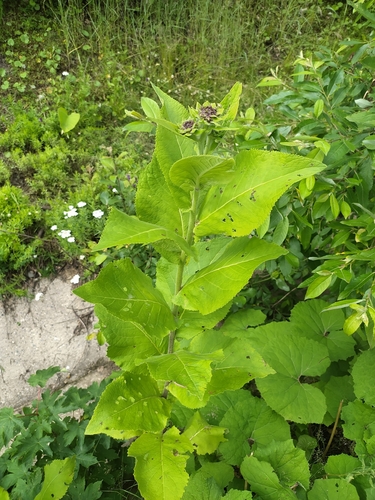 Image of Inula magnifica by (c) sergleb, some rights reserved (CC BY)