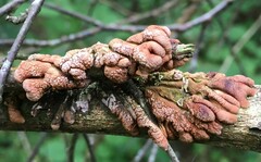 Hypocreopsis lichenoides