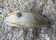Arionoidei