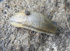 Arionoidei