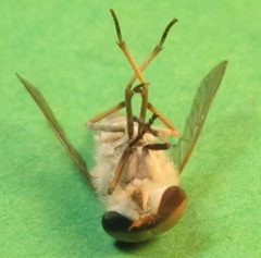 Leucotabanus annulatus