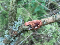 Hypocreopsis lichenoides
