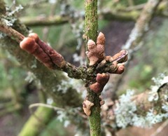 Hypocreopsis lichenoides