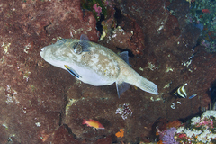 Arothron caeruleopunctatus
