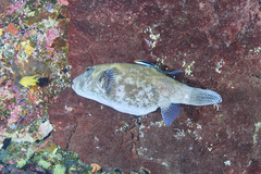 Arothron caeruleopunctatus