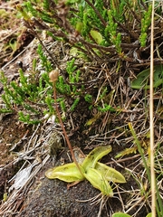 Pinguicula leptoceras