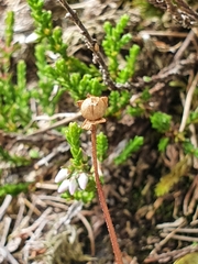 Pinguicula leptoceras