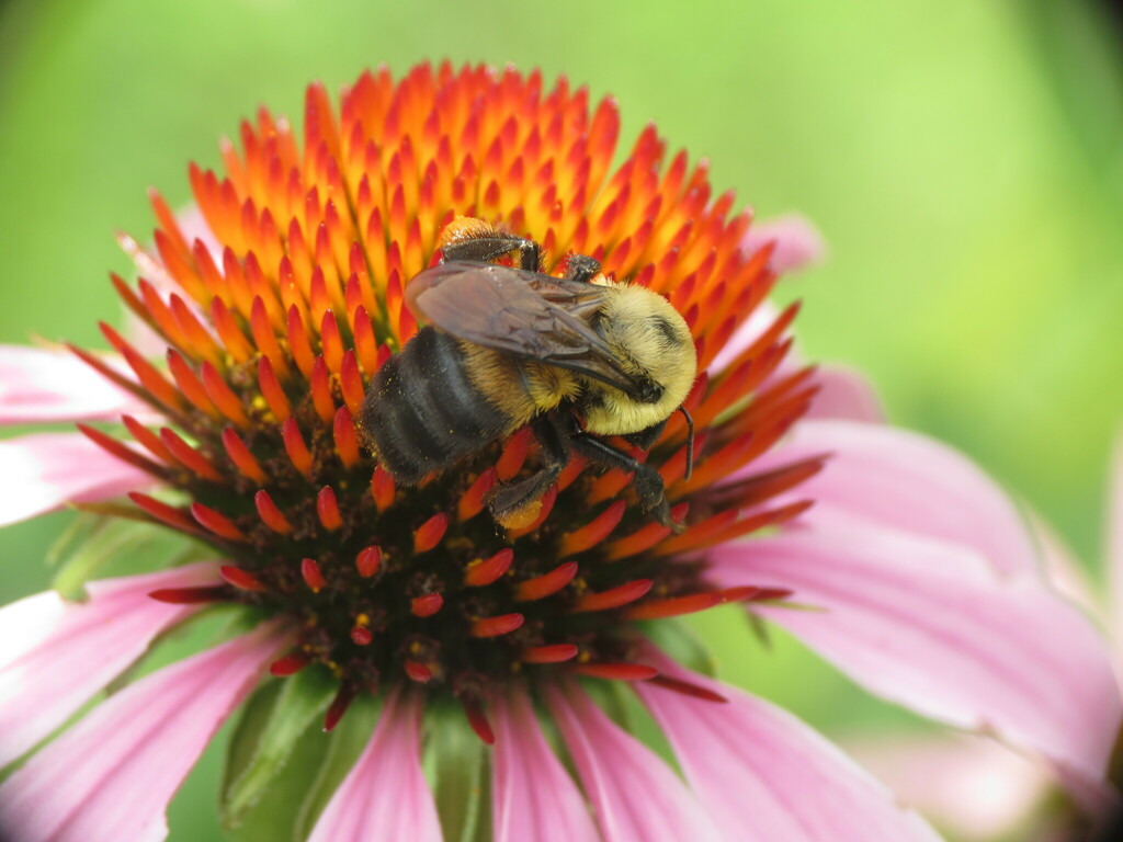 Brown-belted Bumble Bee From Rockford, IL, USA On July 25, 2022 At 03: ...