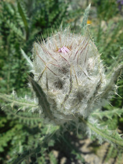 Cirsium eatonii