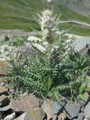 Cirsium eatonii