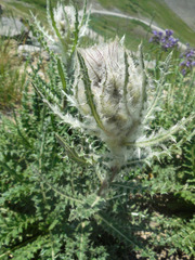 Cirsium eatonii