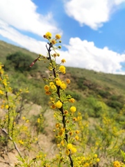 Vachellia vernicosa