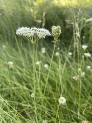 Perideridia lemmonii