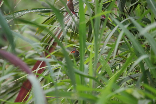Orange-cheeked Waxbill
