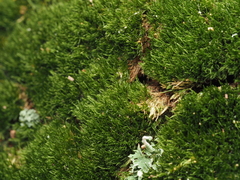 Dicranum flagellare