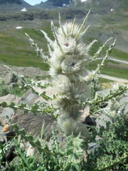 Cirsium eatonii