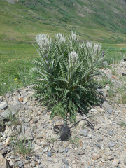 Cirsium eatonii
