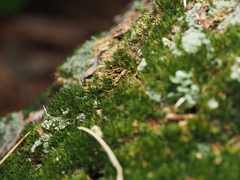 Dicranum flagellare