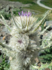 Cirsium eatonii