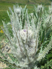 Cirsium eatonii