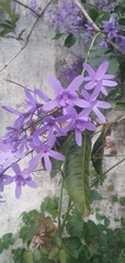 Petrea volubilis