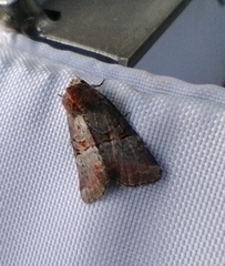 Mesoligia literosa