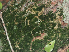 Dicranum flagellare