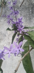 Petrea volubilis