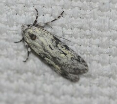 Stenoptena icmaea