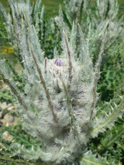 Cirsium eatonii