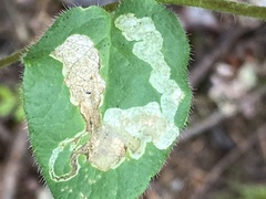 Aulagromyza cornigera