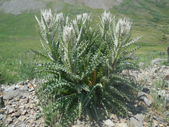 Cirsium eatonii